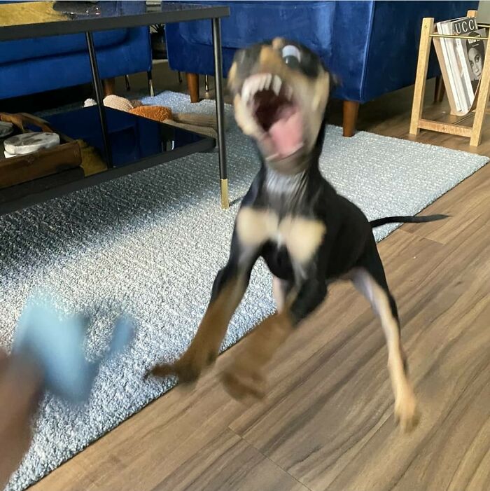 This Page Collects Photos Of 'Animals With Threatening Auras' (40 New Pics)