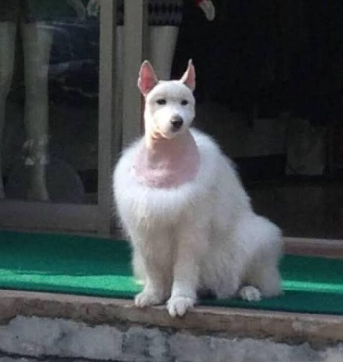 This Page Collects Photos Of 'Animals With Threatening Auras' (40 New Pics)
