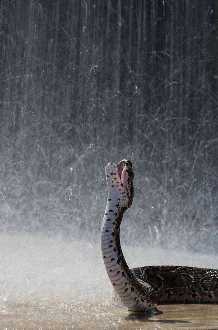 This Page Collects Photos Of 'Animals With Threatening Auras' (40 New Pics)