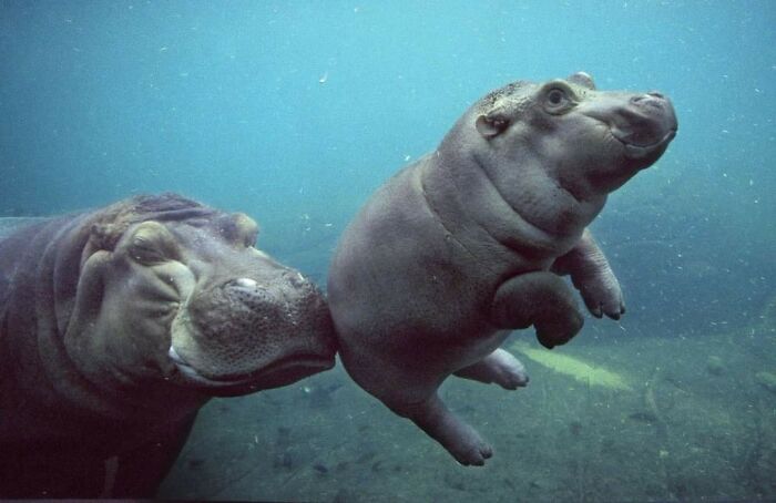 This Page Collects Photos Of 'Animals With Threatening Auras' (40 New Pics)