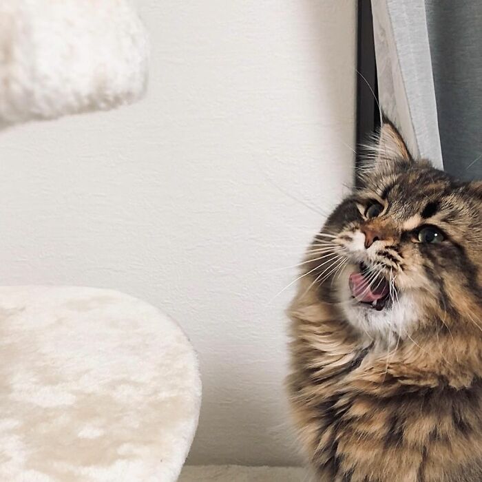 34 Pics Of A Cat That Has More Facial Expressions Than Most Humans