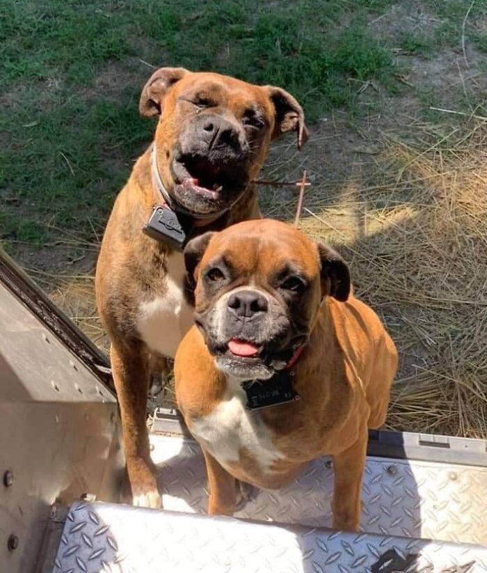 Turns Out, UPS Drivers Have A Facebook Group About Dogs They Meet On Their Routes, And It Will Make Your Day (30 New Pics)