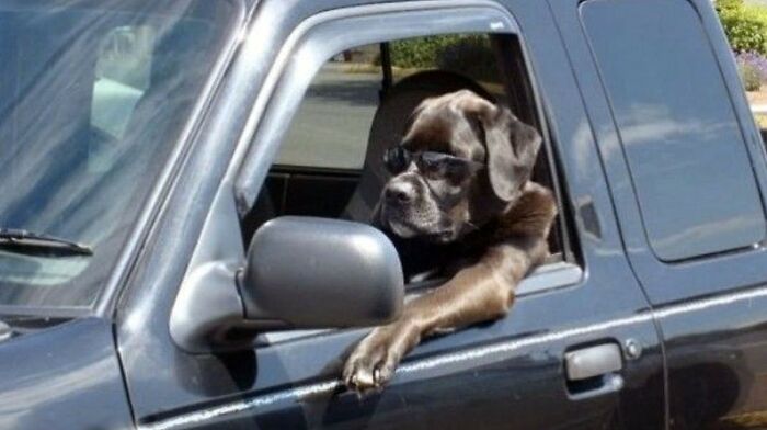 This Page Collects Photos Of 'Animals With Threatening Auras' (40 New Pics)