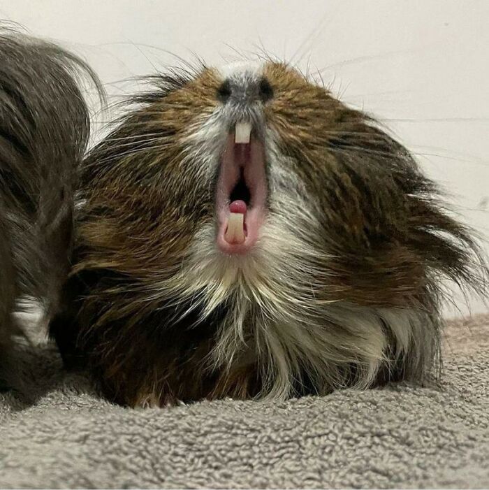 This Page Collects Photos Of 'Animals With Threatening Auras' (40 New Pics)