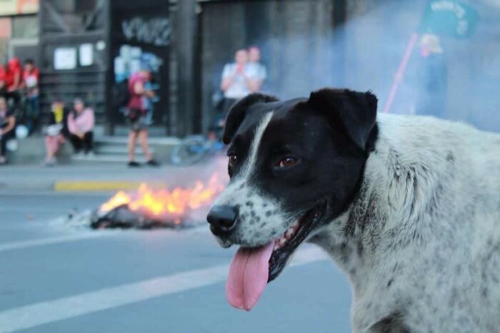 This Page Collects Photos Of 'Animals With Threatening Auras' (40 New Pics)