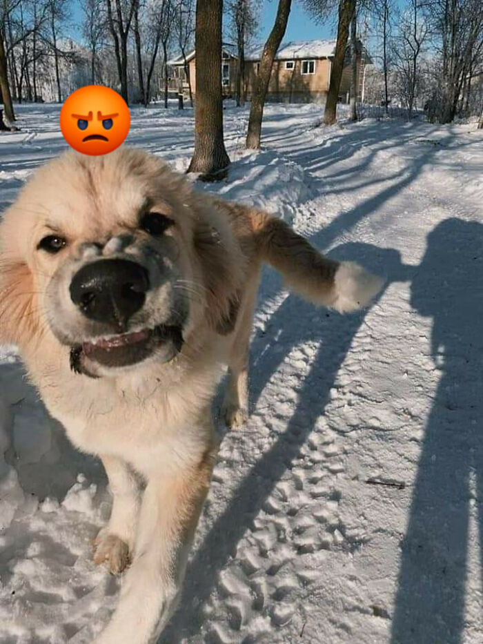 This Page Collects Photos Of 'Animals With Threatening Auras' (40 New Pics)