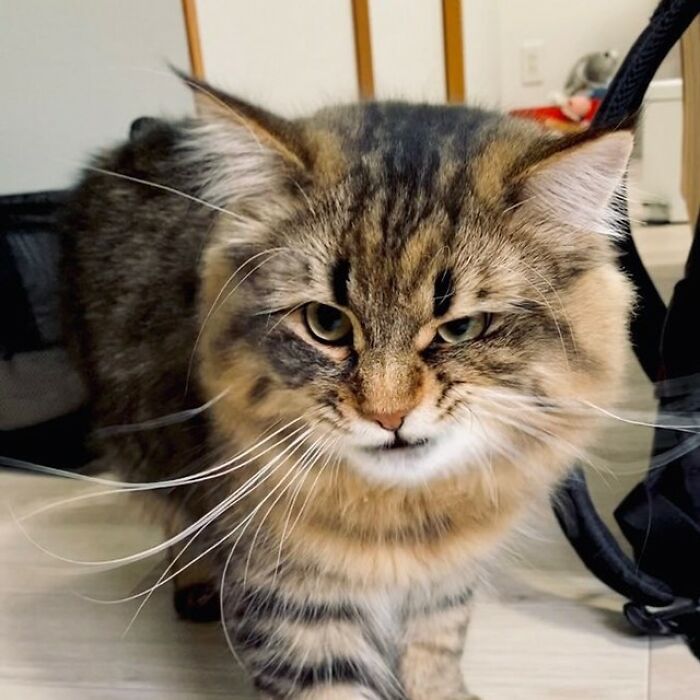 34 Pics Of A Cat That Has More Facial Expressions Than Most Humans