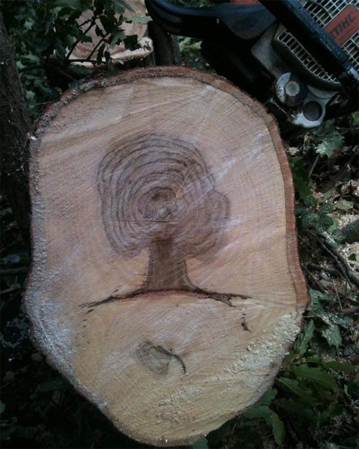 Este árbol ha estado agregando capas de otro árbol todos los años