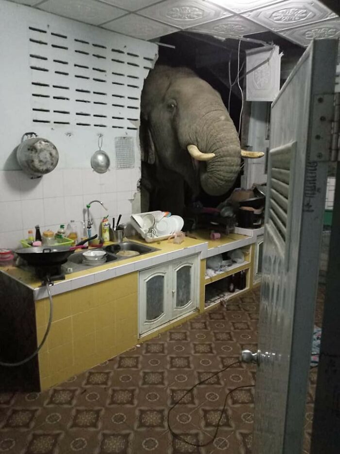 This Page Collects Photos Of 'Animals With Threatening Auras' (40 New Pics)