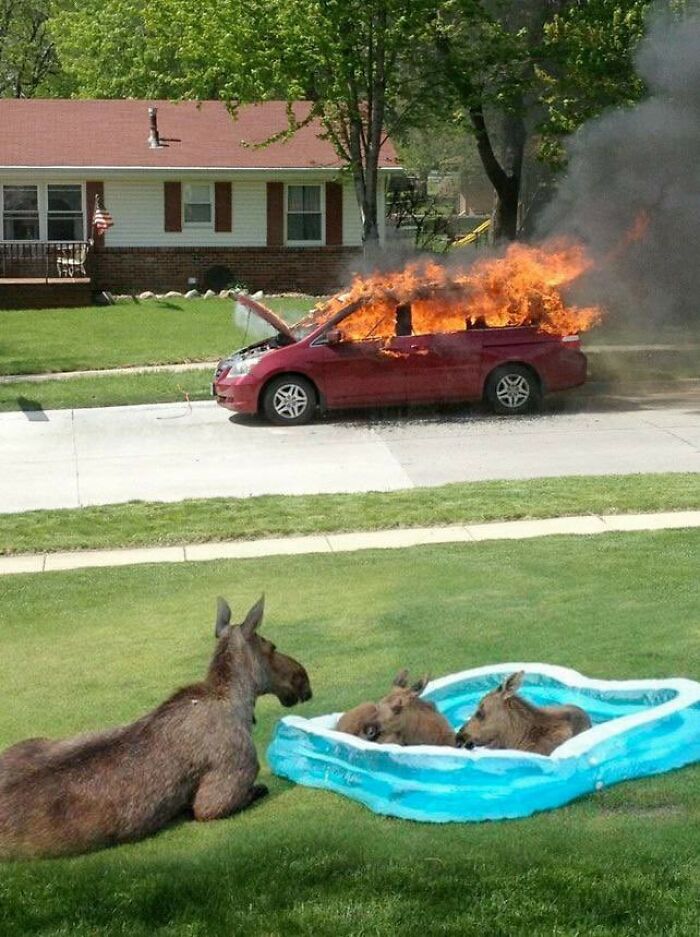 This Page Collects Photos Of 'Animals With Threatening Auras' (40 New Pics)