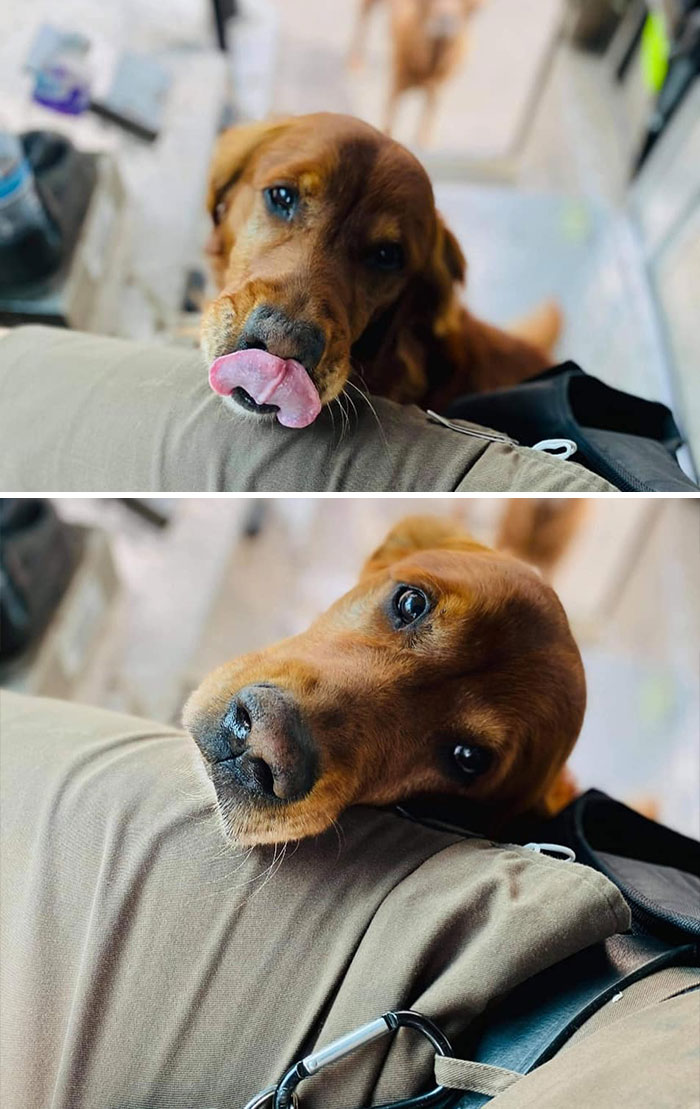 Turns Out, UPS Drivers Have A Facebook Group About Dogs They Meet On Their Routes, And It Will Make Your Day (30 New Pics)