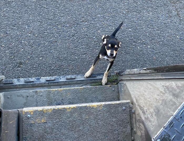 Turns Out, UPS Drivers Have A Facebook Group About Dogs They Meet On Their Routes, And It Will Make Your Day (30 New Pics)