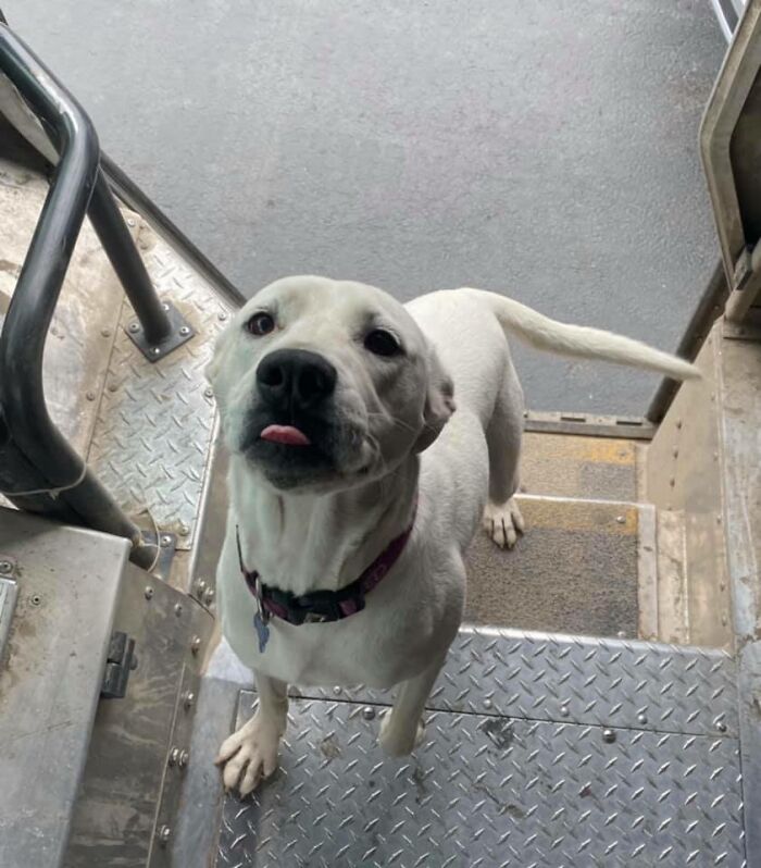 Turns Out, UPS Drivers Have A Facebook Group About Dogs They Meet On Their Routes, And It Will Make Your Day (30 New Pics)