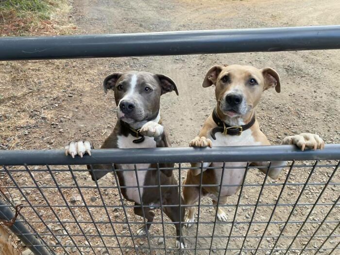 Turns Out, UPS Drivers Have A Facebook Group About Dogs They Meet On Their Routes, And It Will Make Your Day (30 New Pics)