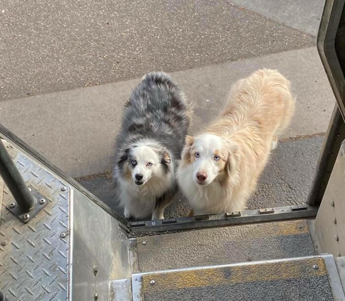 Turns Out, UPS Drivers Have A Facebook Group About Dogs They Meet On Their Routes, And It Will Make Your Day (30 New Pics)