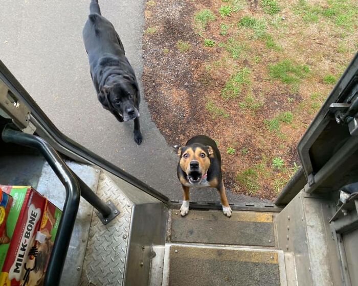 Turns Out, UPS Drivers Have A Facebook Group About Dogs They Meet On Their Routes, And It Will Make Your Day (30 New Pics)