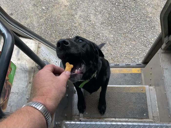 Turns Out, UPS Drivers Have A Facebook Group About Dogs They Meet On Their Routes, And It Will Make Your Day (30 New Pics)