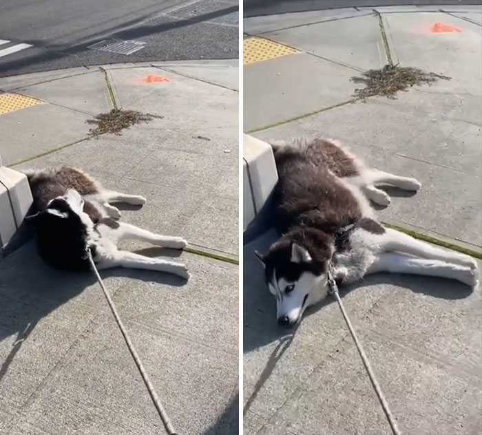 Los Huskies siempre son muy melodramáticos