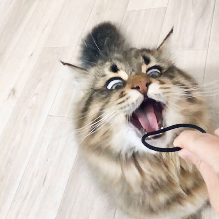 34 Pics Of A Cat That Has More Facial Expressions Than Most Humans