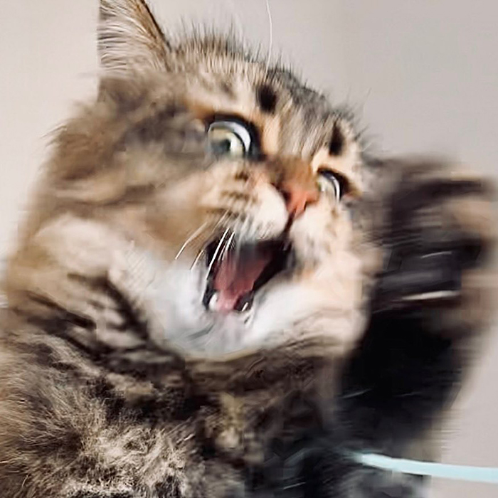 34 Pics Of A Cat That Has More Facial Expressions Than Most Humans