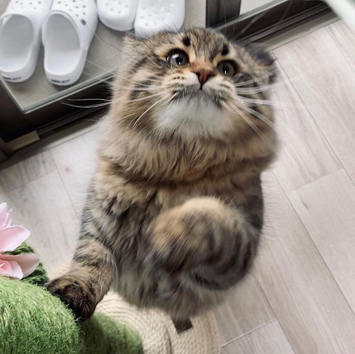 34 Pics Of A Cat That Has More Facial Expressions Than Most Humans