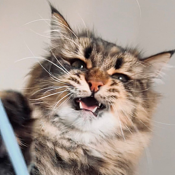 34 Pics Of A Cat That Has More Facial Expressions Than Most Humans