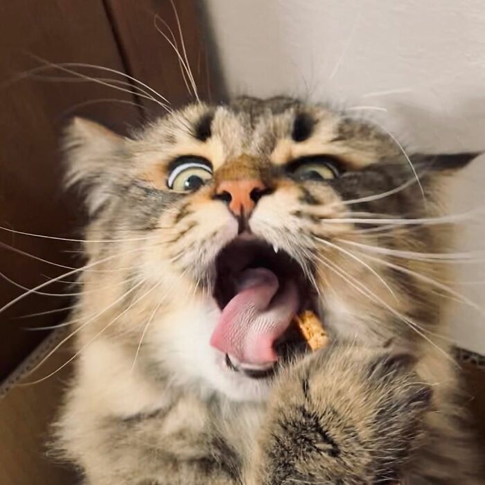 34 Pics Of A Cat That Has More Facial Expressions Than Most Humans
