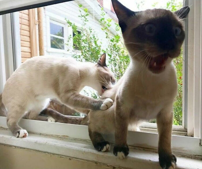 This Page Collects Photos Of 'Animals With Threatening Auras' (40 New Pics)