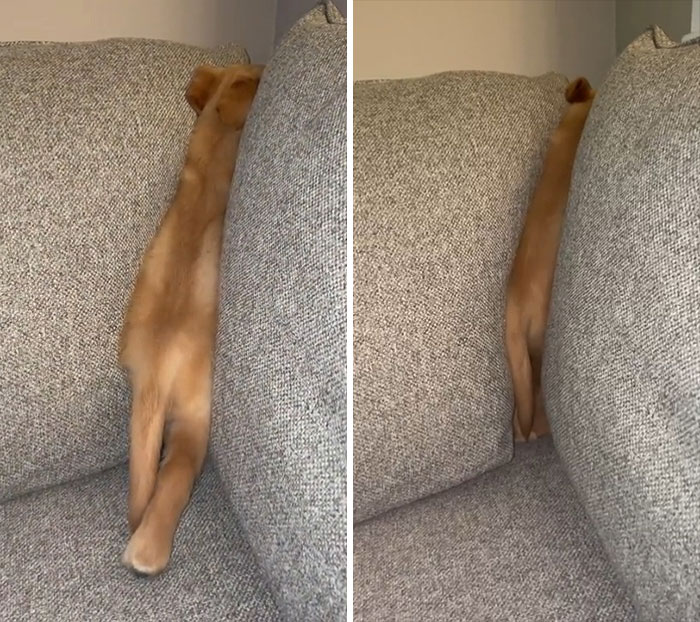 Mi perro se ha roto