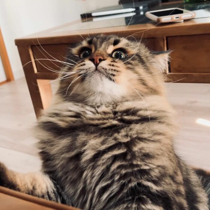 34 Pics Of A Cat That Has More Facial Expressions Than Most Humans
