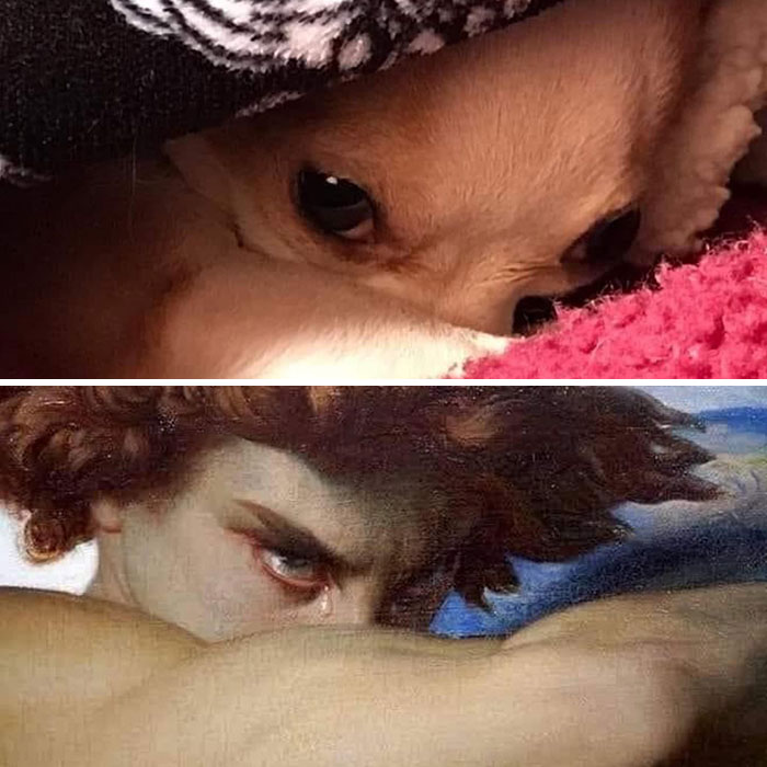 This Page Collects Photos Of 'Animals With Threatening Auras' (40 New Pics)