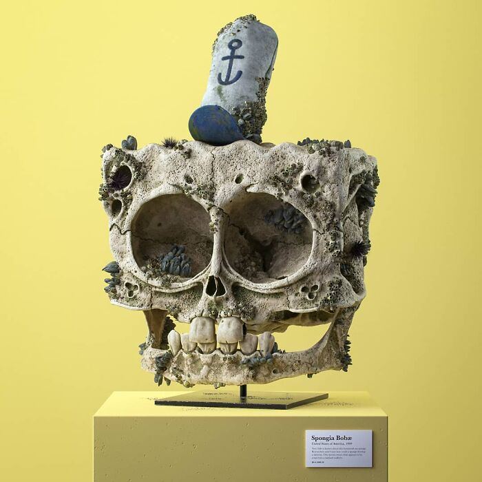 Spongia Bobæ