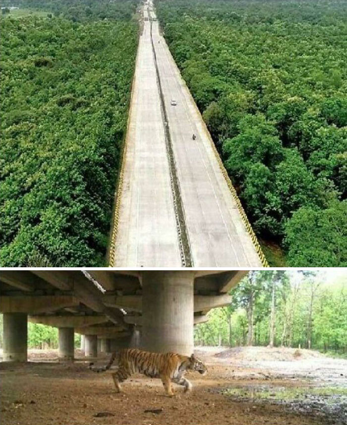 India ha construido una autopista que abarca 16 km y que permite que los animales salvajes puedan pasar por debajo de ella