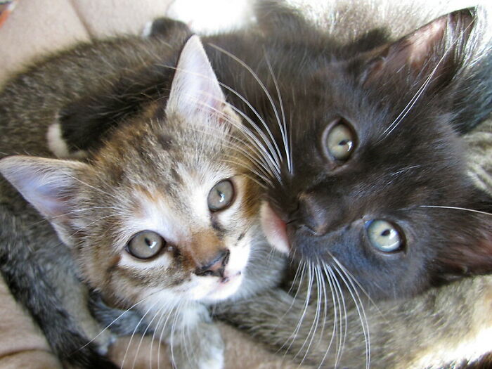 "¿Qué producto vale totalmente la pena comprar?”: 25 personas responden