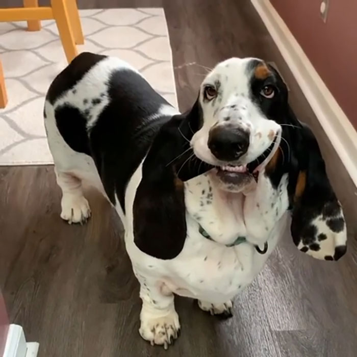 Llevando una sonrisa a tu día