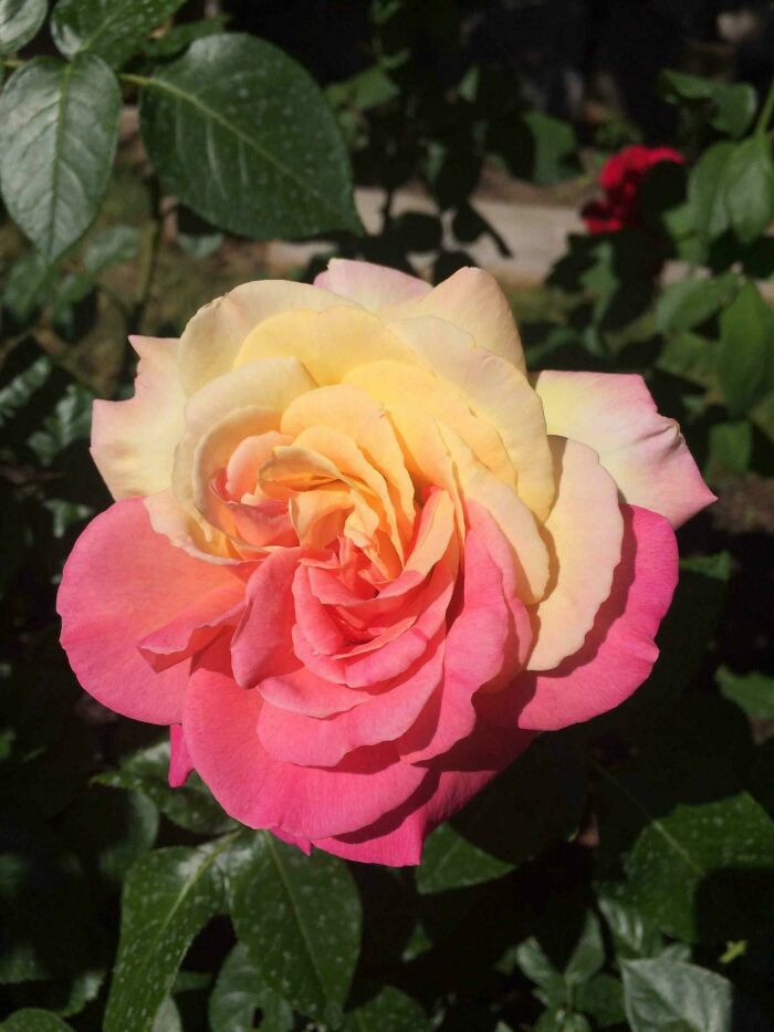 Esta hermosa rosa de dos tonos en mi jardín