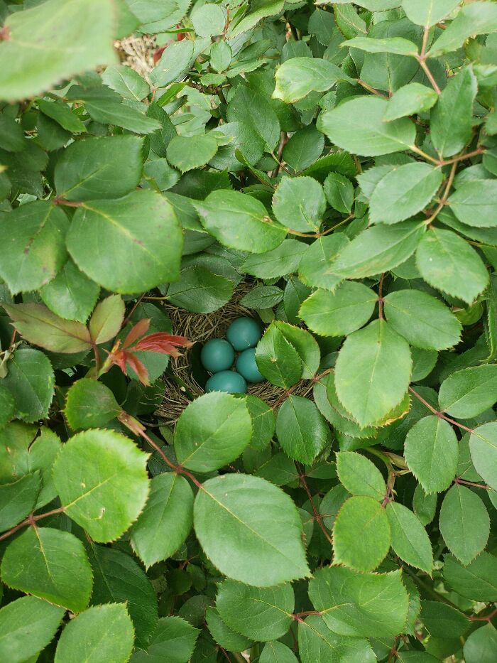 ¡He encontrado una sorpresa en mi rosal!