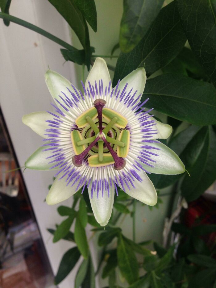 Después de 2 años de cultivo, hoy ha florecido mi primera flor de la pasión