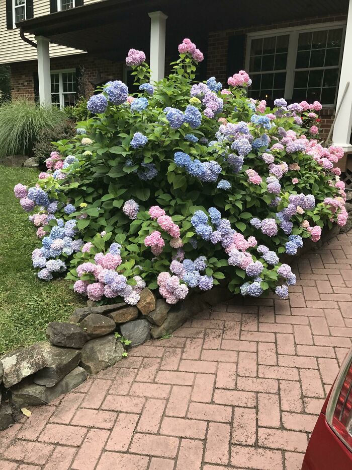 El impresionante arbusto de hortensias de mi abuela, del que está tan orgullosa