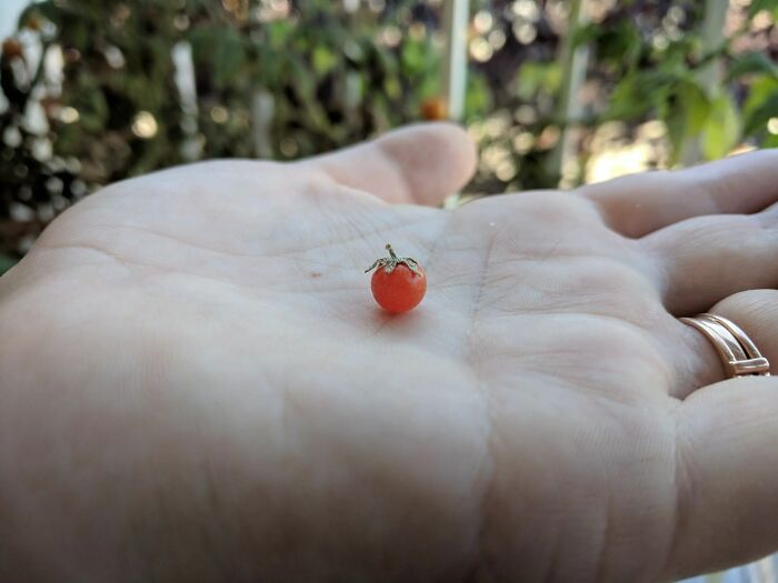 El botín de meses de arduo trabajo y tiernos cuidados