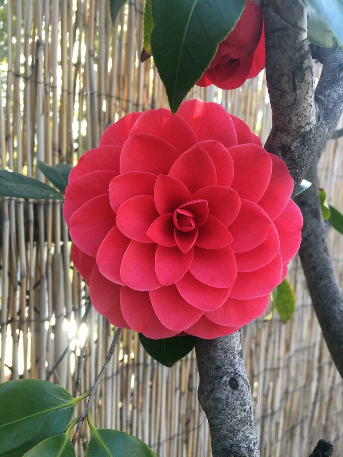 Iba caminando por mi barrio y esta camelia me paró literalmente en seco