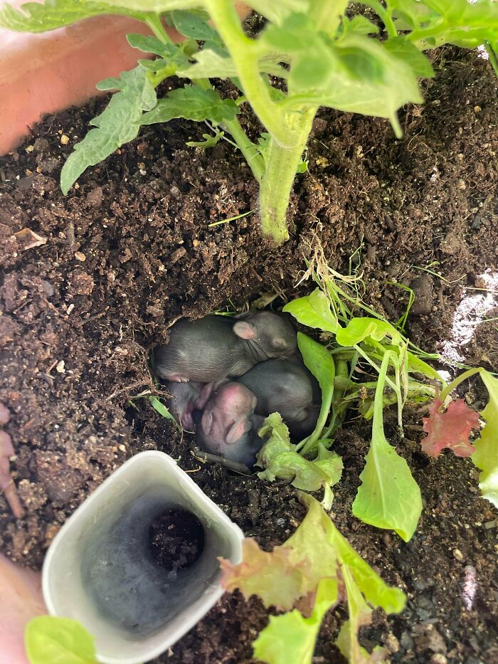 Supongo que planté por error mi tomate justo al lado de donde había sembrado algunas semillas de conejo