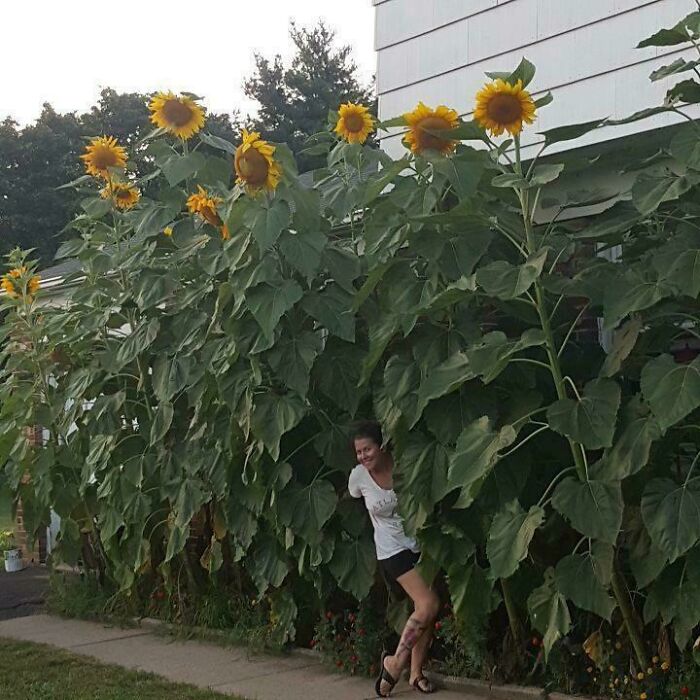 Es la primera vez que cultivo girasoles
