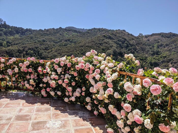 Mi mamá plantó estas rosas trepadoras alrededor de un patio en su jardín cuando me casé allí hace 7 años. El matrimonio está en ruinas, pero las rosas siguen siendo fuertes
