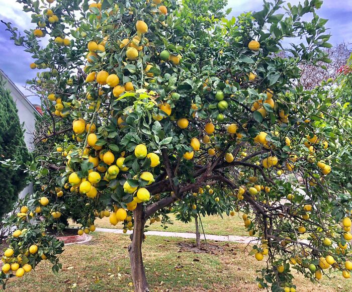 He oído que aquí es donde ponemos nuestros limoneros súper productivos