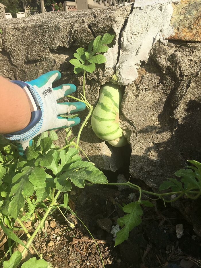 De todas las flores de sandía que las abejas podrían haber polinizado, eligieron una que floreció dentro de una grieta en nuestra pared