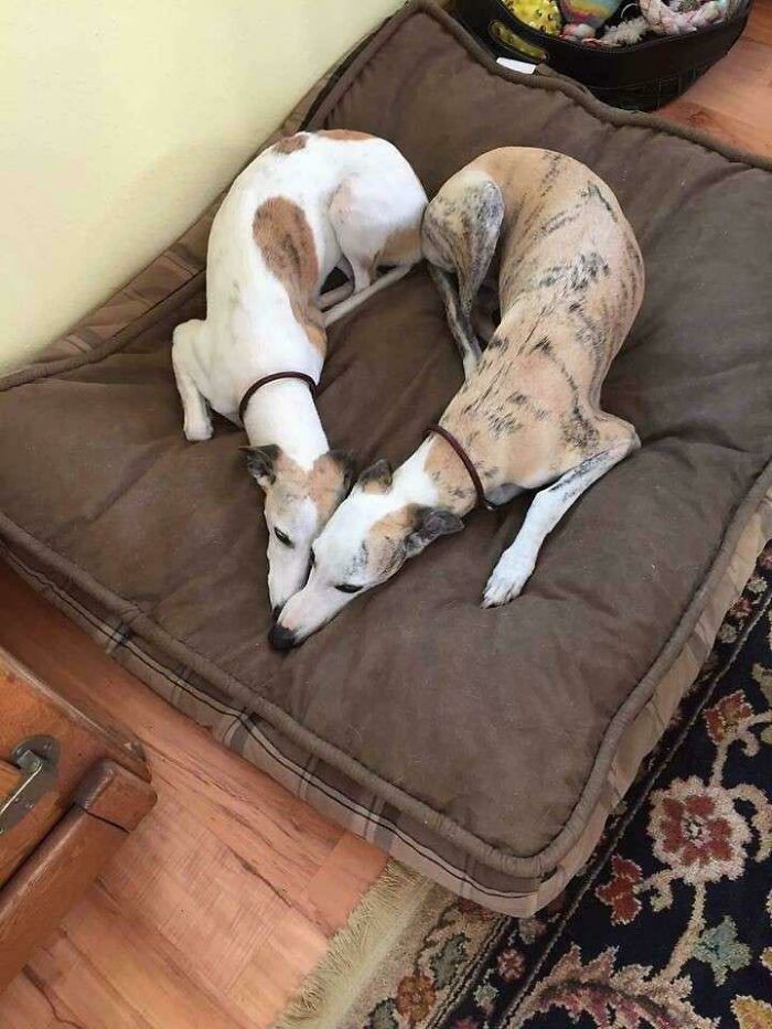 Dos perretes descansando juntos en una cama mullida mostrando ternura y tranquilidad en un ambiente hogareño.