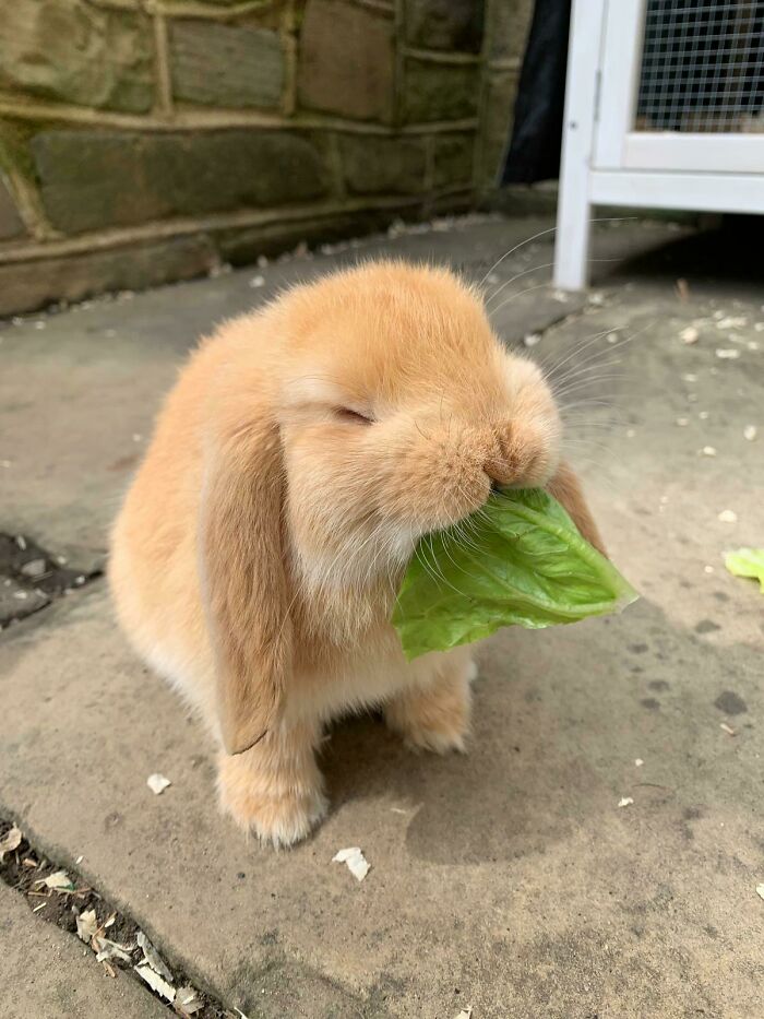 La lechuga está buenísima