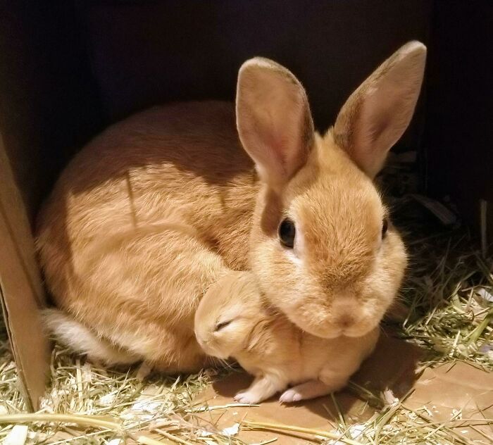 Conejo adulto y cachorro juntos en un espacio con paja, mostrando animales adorables para alegrarte el día.