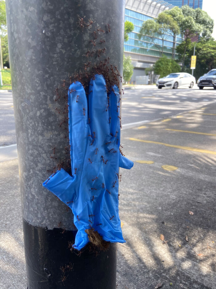 Hormigas subiendo un guante por una farola